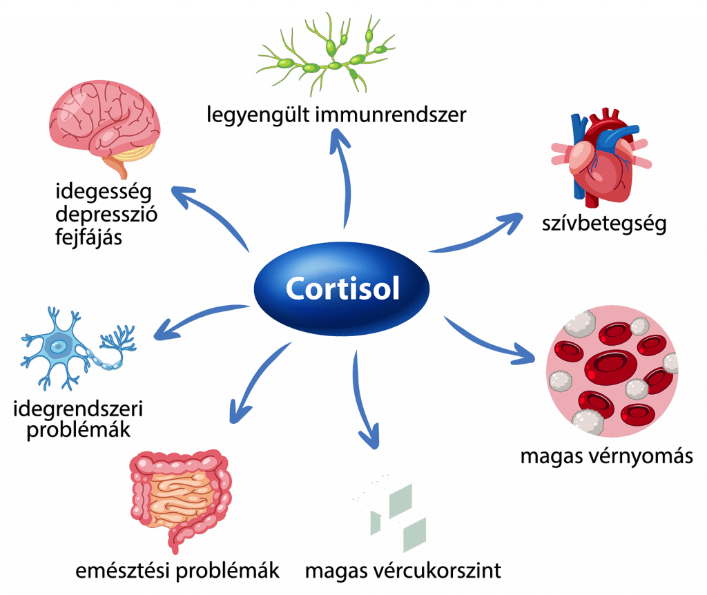 Kortizol (stresszhormon) hatásai: idegesség, depresszió, fejfájás, legyengült immunrendszer, szívbetegség, magas vérnyomás, emésztési problémák, magas vércukorszint, idegrendszeri problémák